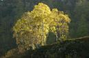 5707 Silver Birch in Dawn Light, English Lake District